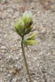 Astragalus hamosus. Соцветие. Крым, Севастополь, бух. Камышовая. 8 мая 2010 г.