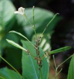 Impatiens parviflora