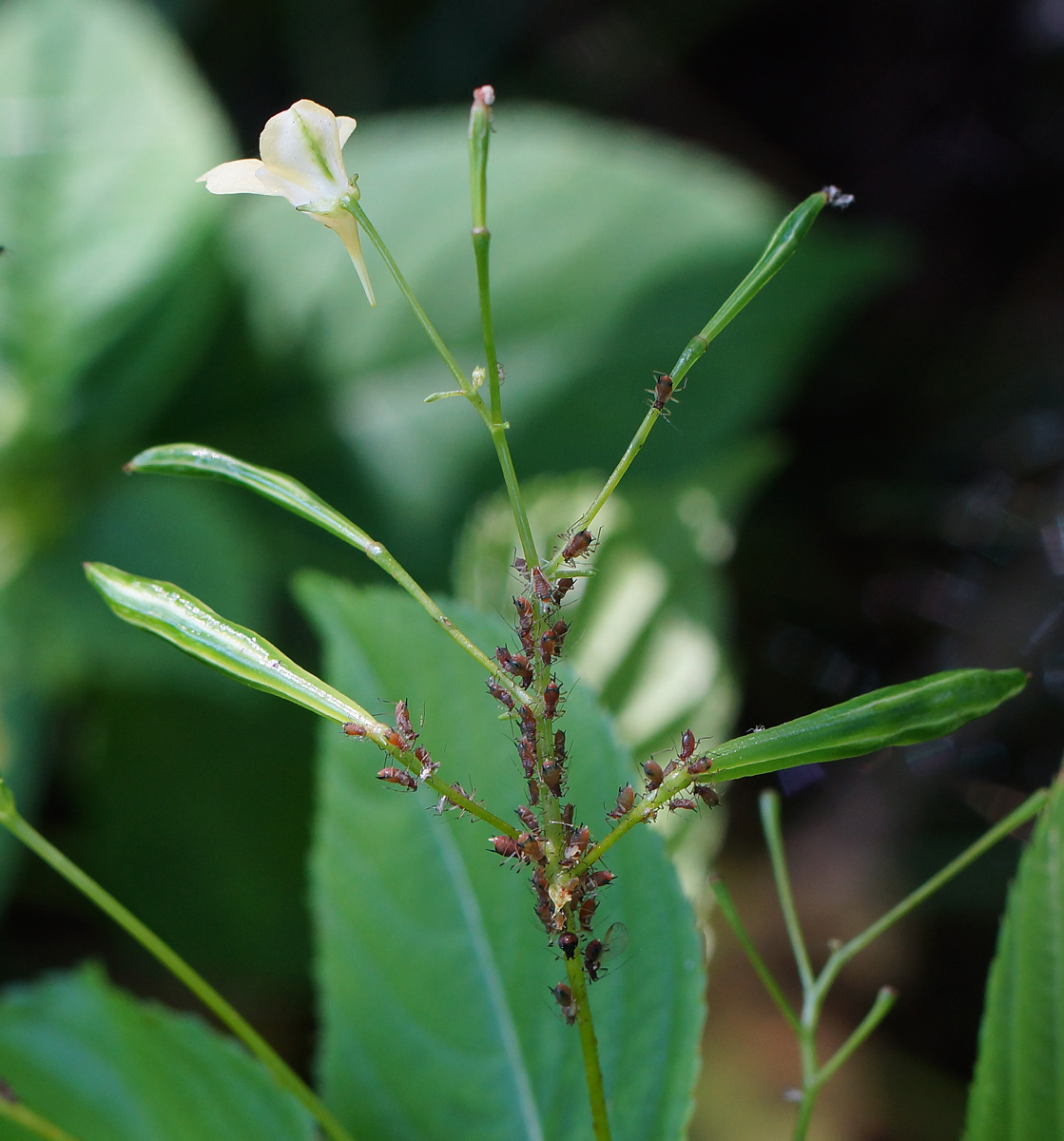 Изображение особи Impatiens parviflora.