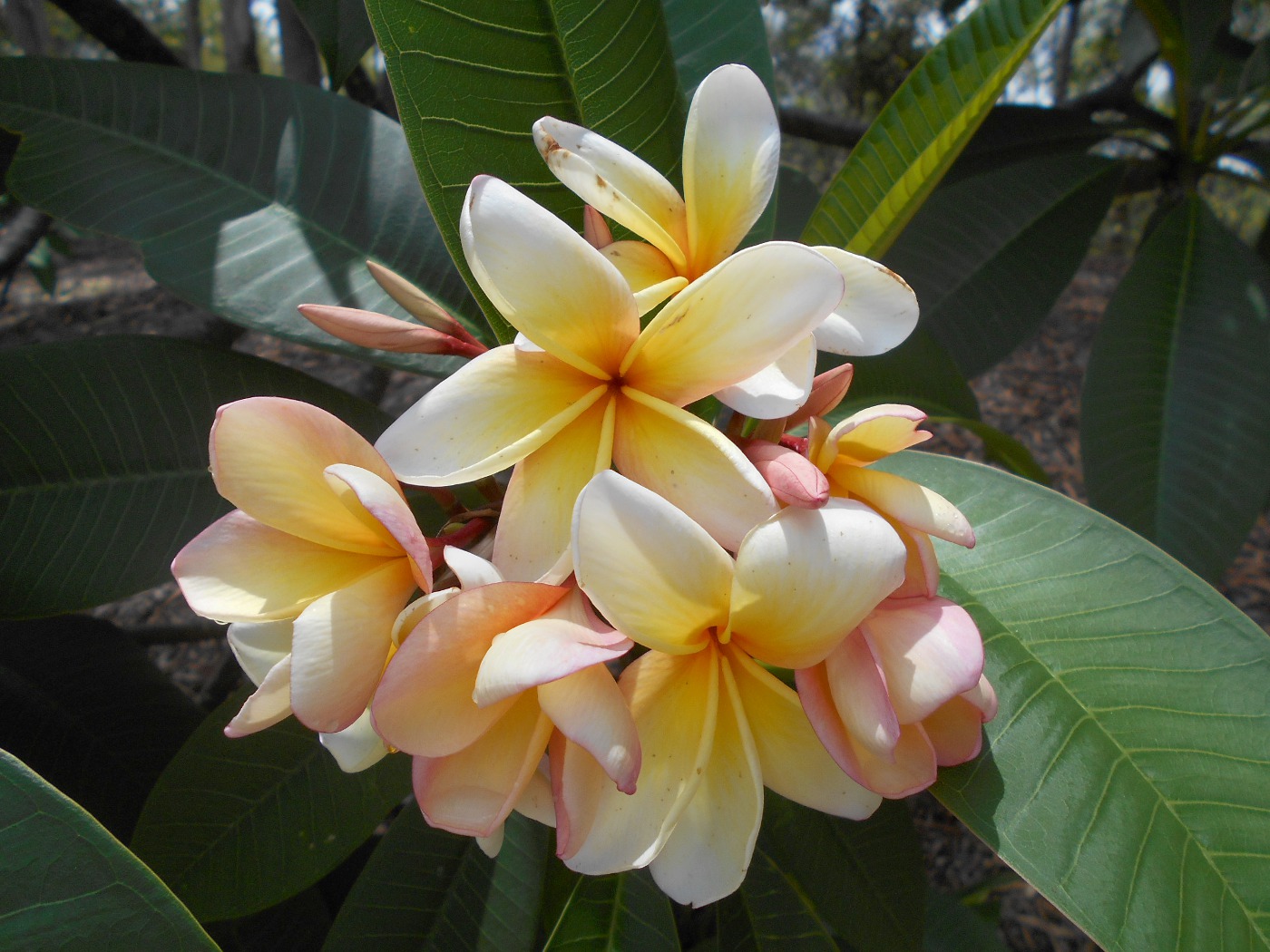 Изображение особи Plumeria rubra.