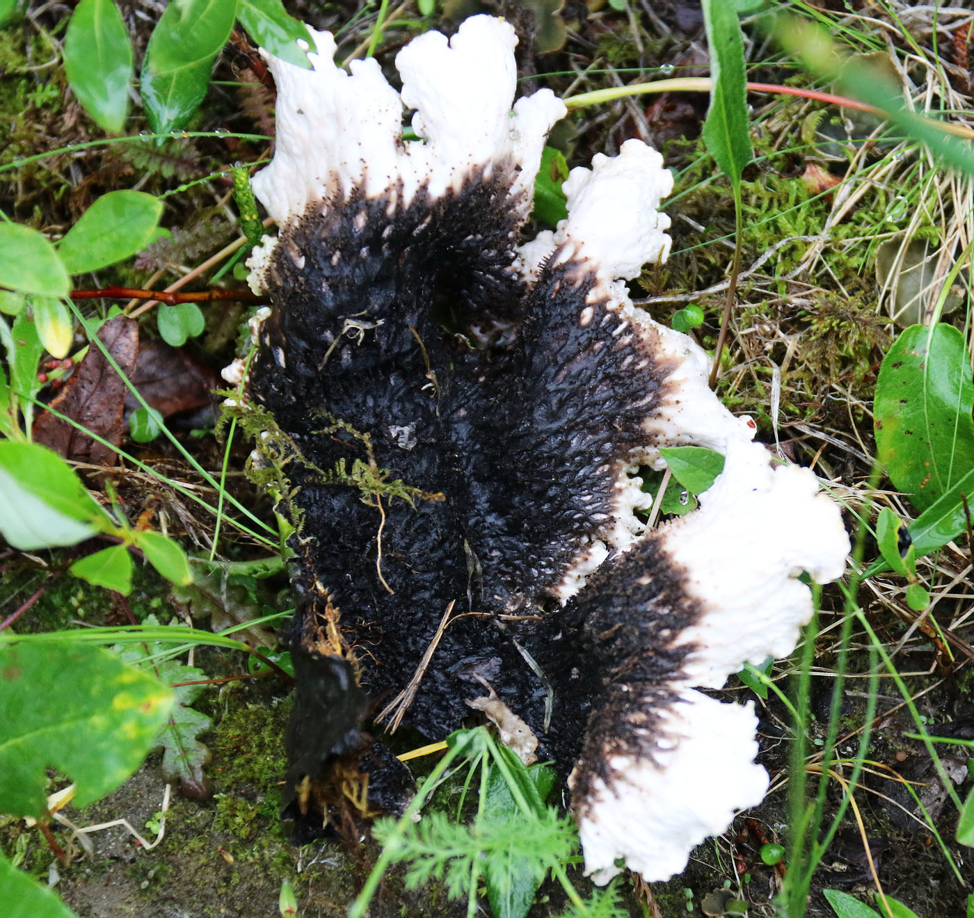 Image of genus Peltigera specimen.