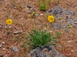 Papaver rubro-aurantiacum. Цветущее растение. Монголия, аймак Уверхангай, восточные отроги хребта Хангай, верховья р. Улаан-Гол, ≈ 2000 м н.у.м., каменистый сухой склон. 03.06.2017.