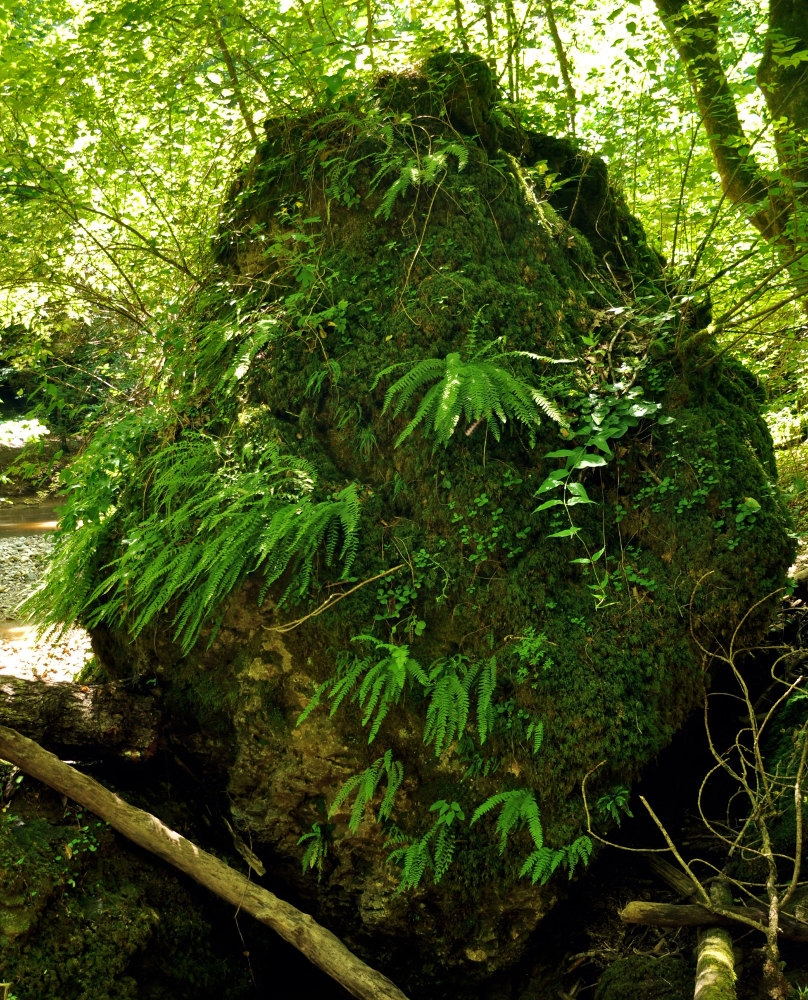 Image of Woodsia caucasica specimen.