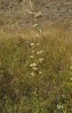 Hieracium umbellatum. Верхушка плодоносящего растения. Восточный Казахстан, г. Усть-Каменогорск, правый берег р. Иртыш, высыхающая часть заболоченного луга. 30.08.2017.