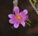 genus Pereskia