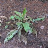 Armoracia rusticana