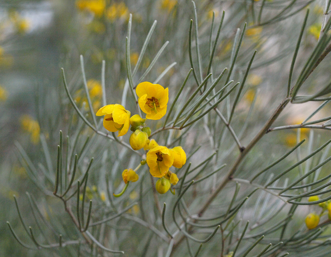 Изображение особи Senna artemisioides.