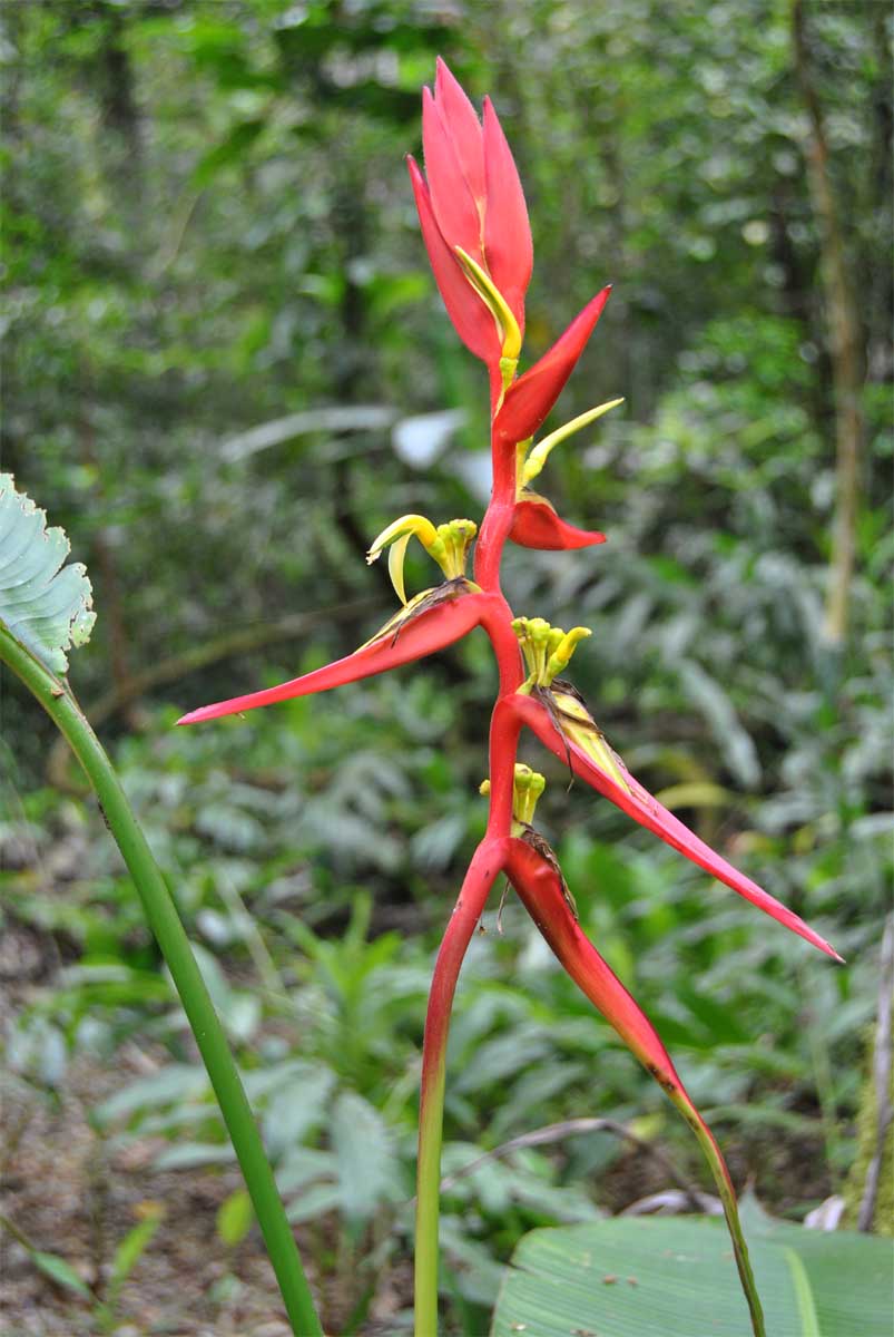 Image of Heliconia aemygdiana specimen.