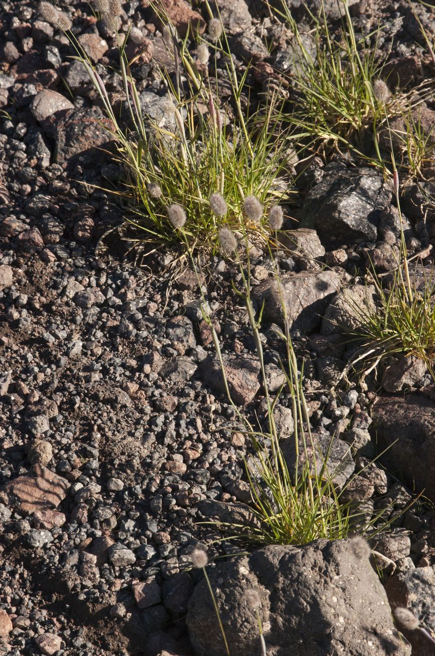 Image of genus Alopecurus specimen.