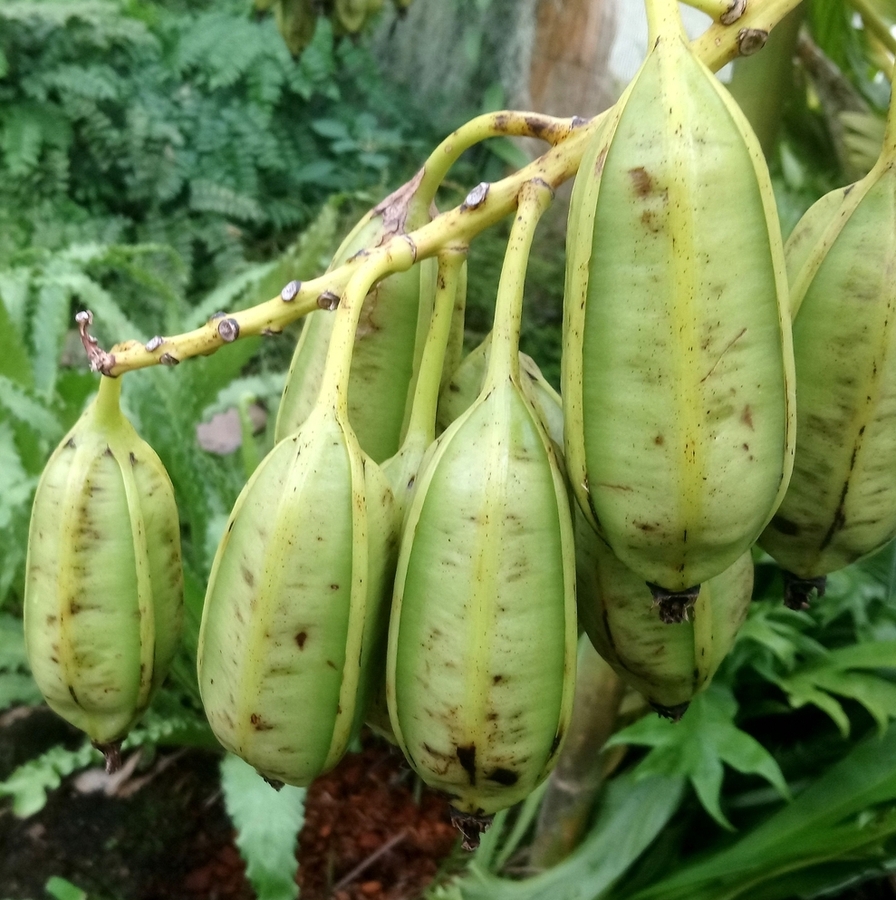 Image of Grammatophyllum speciosum specimen.