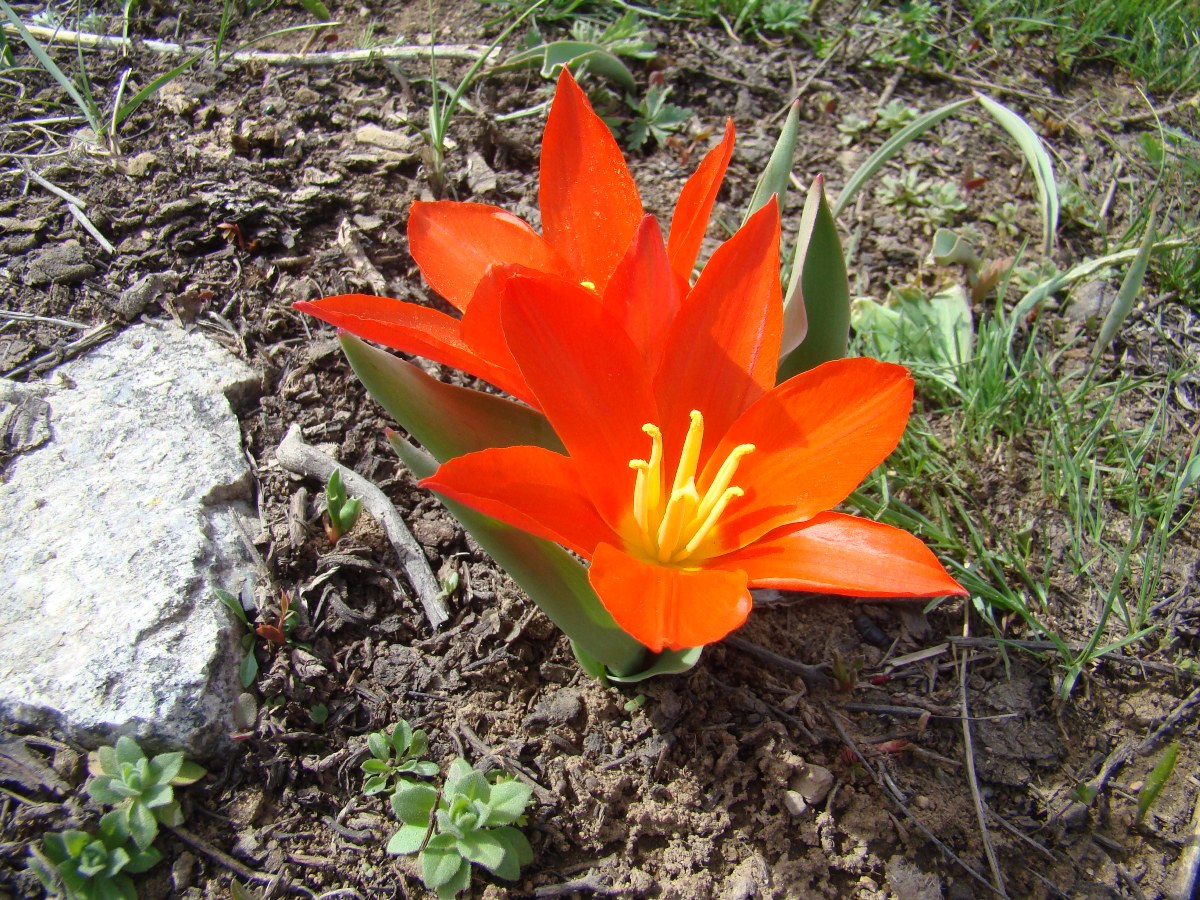 Image of Tulipa kaufmanniana specimen.