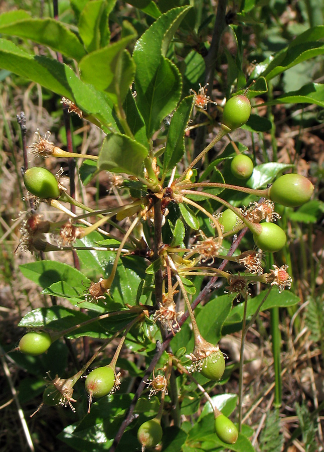 Изображение особи Cerasus fruticosa.