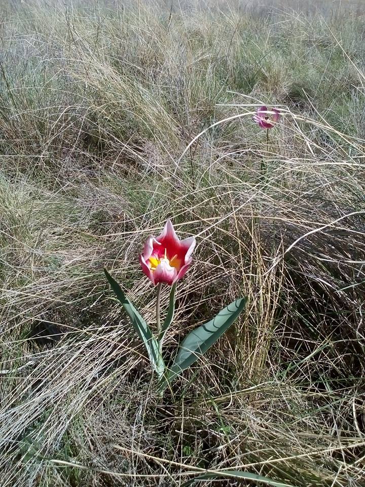 Image of Tulipa suaveolens specimen.