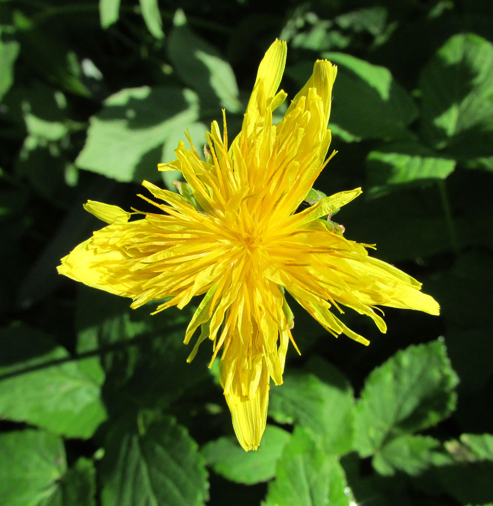 Изображение особи Taraxacum officinale.