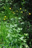 род Ranunculus
