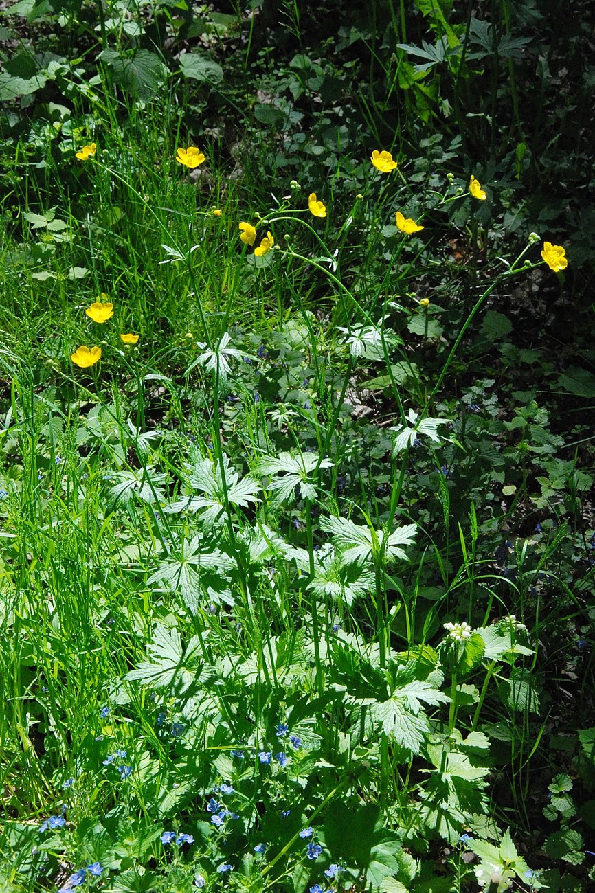 Image of genus Ranunculus specimen.