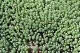 Sedum pallidum ssp. bithynicum