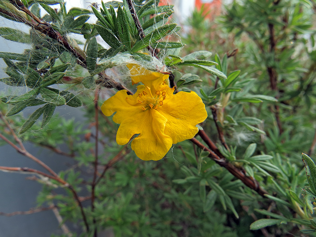 Image of Dasiphora fruticosa specimen.