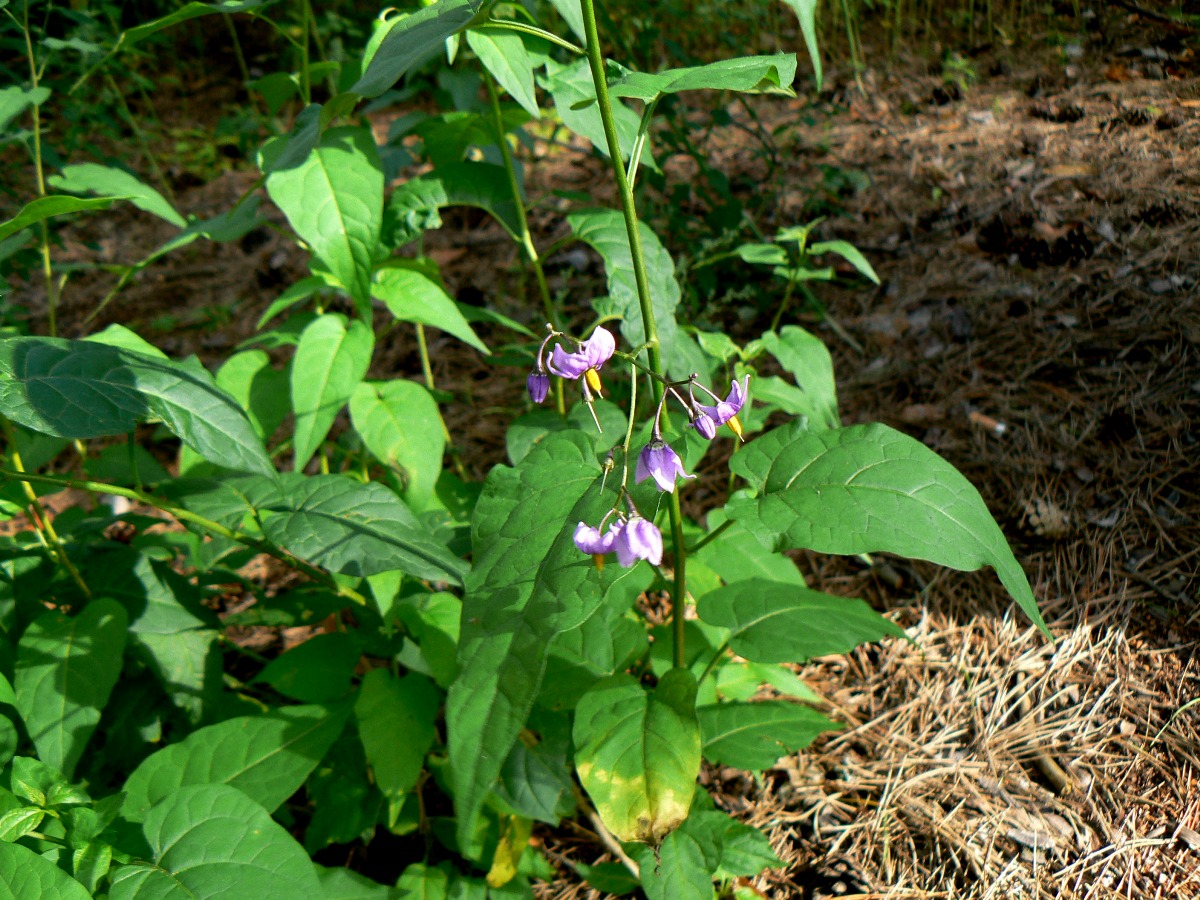 Изображение особи Solanum dulcamara.