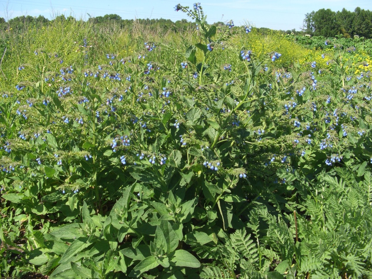 Изображение особи Symphytum caucasicum.