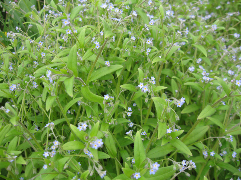 Изображение особи Myosotis sparsiflora.