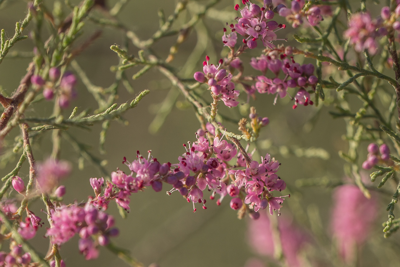 Image of genus Tamarix specimen.