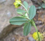 Trifolium campestre. Лист (вид снизу). Дагестан, г. о. Махачкала, гора Тарки-Тау, широколиственный лес, у дороги. 16.05.2018.