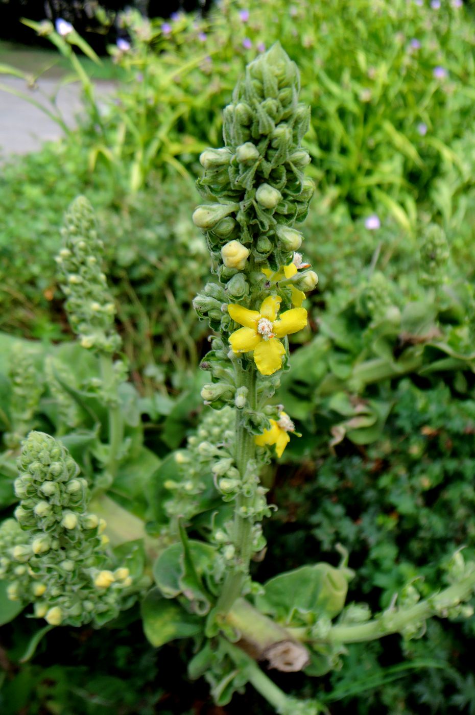 Image of Verbascum olympicum specimen.