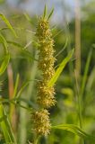 Rumex rossicus