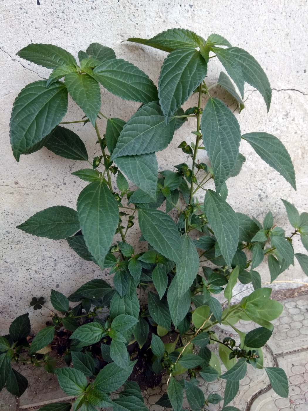 Image of Acalypha australis specimen.