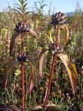 Gentiana macrophylla