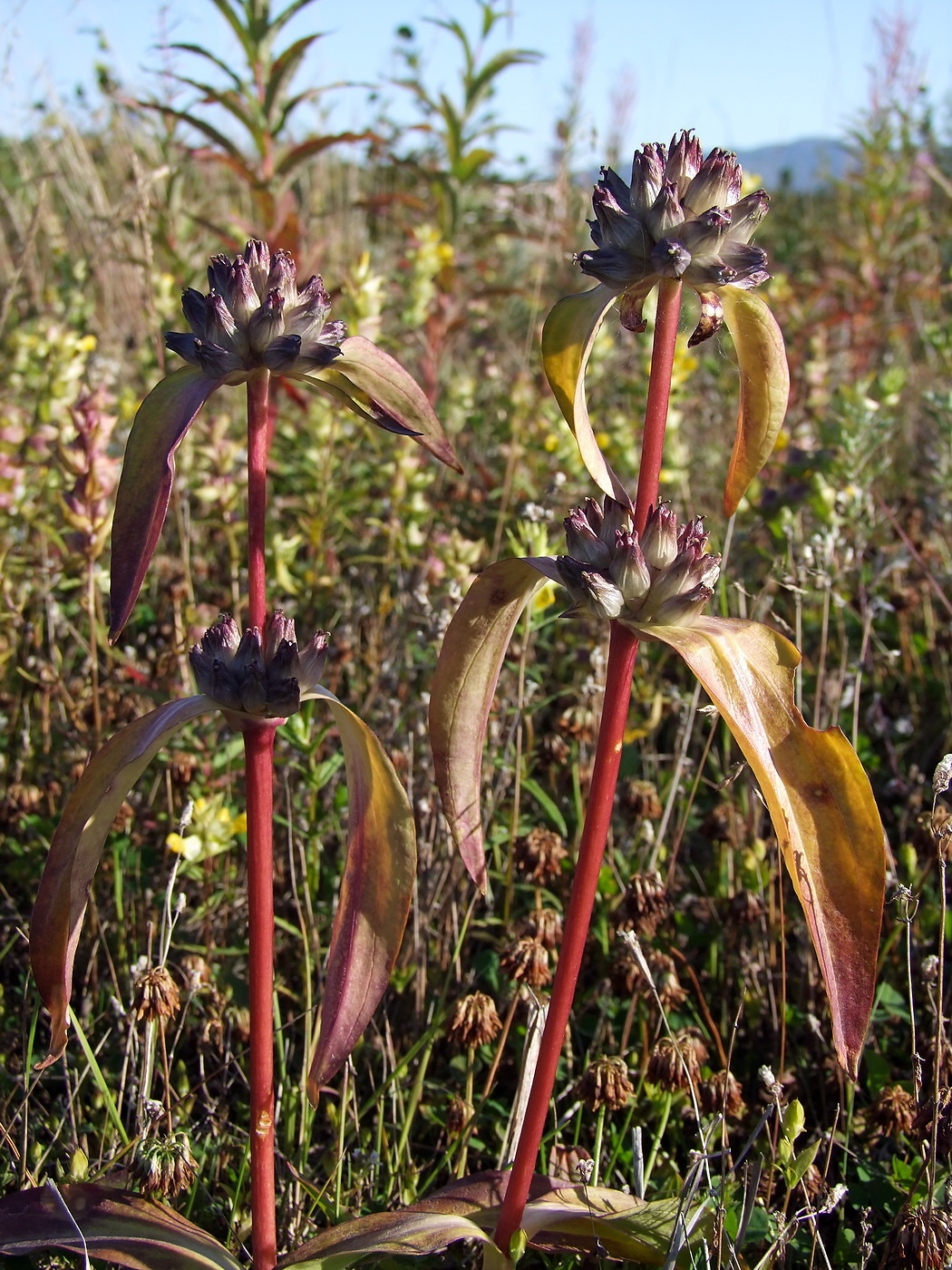 Изображение особи Gentiana macrophylla.