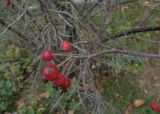 Rosa glauca