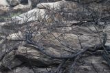 Juniperus sabina. Часть сгоревшего растения. Казахстан, Восточно-Казахстанская обл., Глубоковский р-н, окр. с. Кожохово, выходы скальных пород на склоне сопки. 13.08.2018.