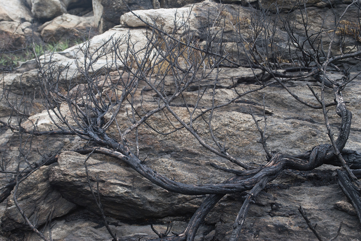 Image of Juniperus sabina specimen.