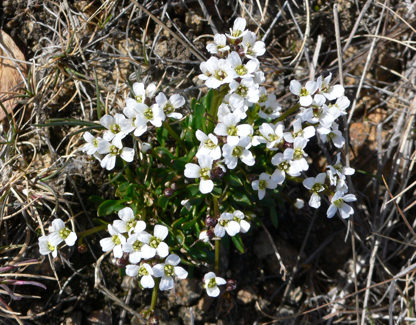 Изображение особи Cochlearia groenlandica.