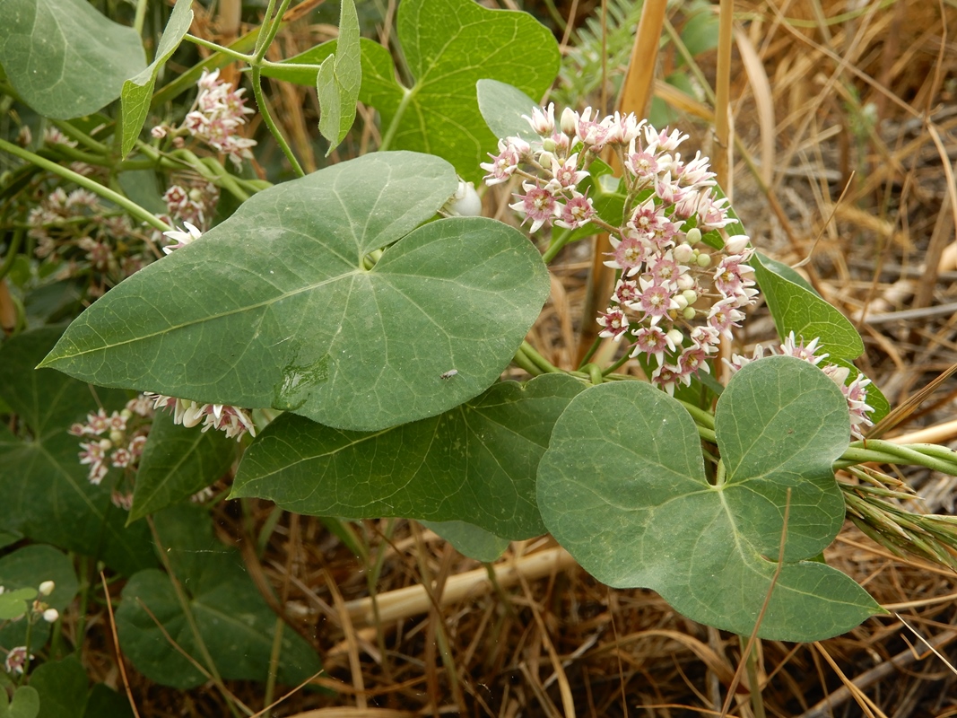 Изображение особи Cynanchum sibiricum.