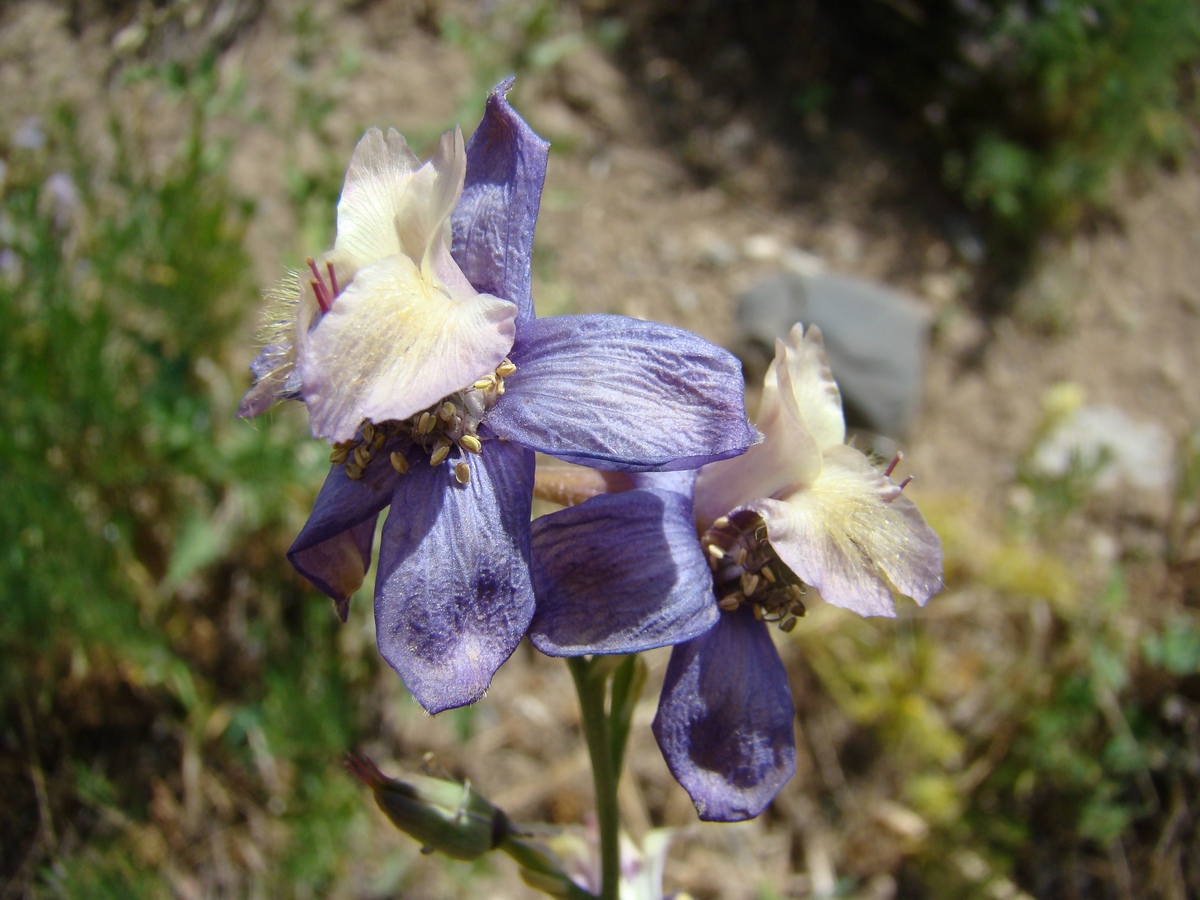 Image of Delphinium &times; pskemense specimen.