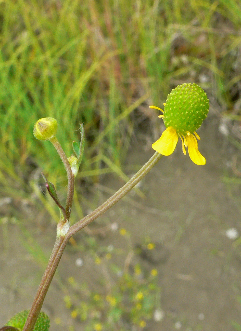 Изображение особи Ranunculus sceleratus.