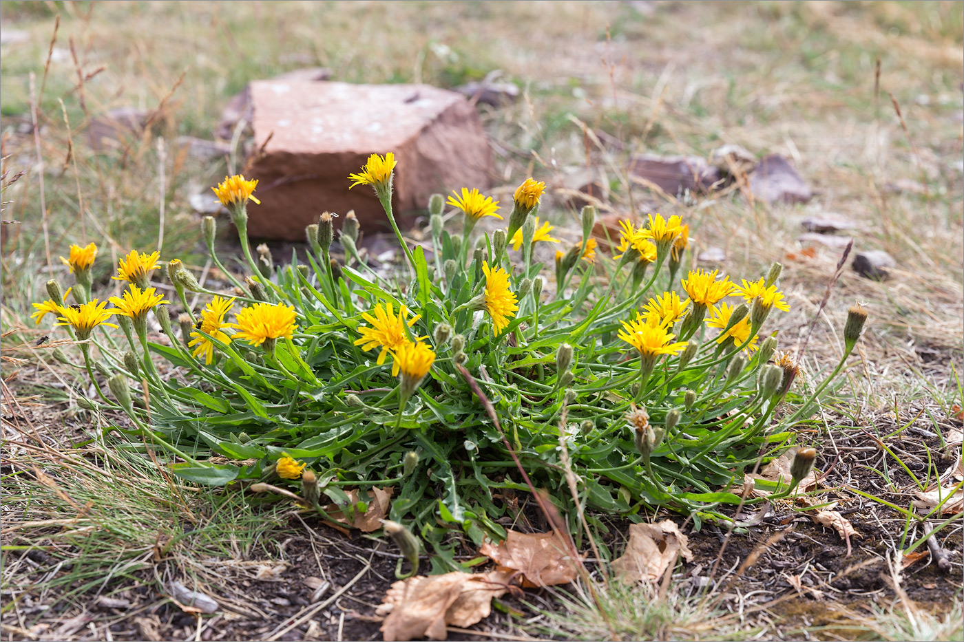 Image of Scorzoneroides autumnalis specimen.