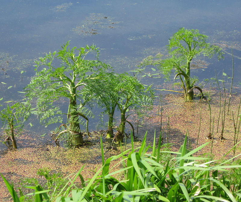 Image of Oenanthe aquatica specimen.