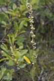 Artemisia phaeolepis. Верхняя часть цветущего побега. Республика Алтай, Кош-Агачский р-н, Северо-Чуйский хребет, подножие поросшего лиственницей склона по границе с прибрежным галечником р. Актру. 14.08.2018.