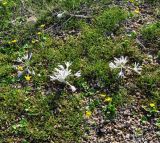 Colchicum pusillum