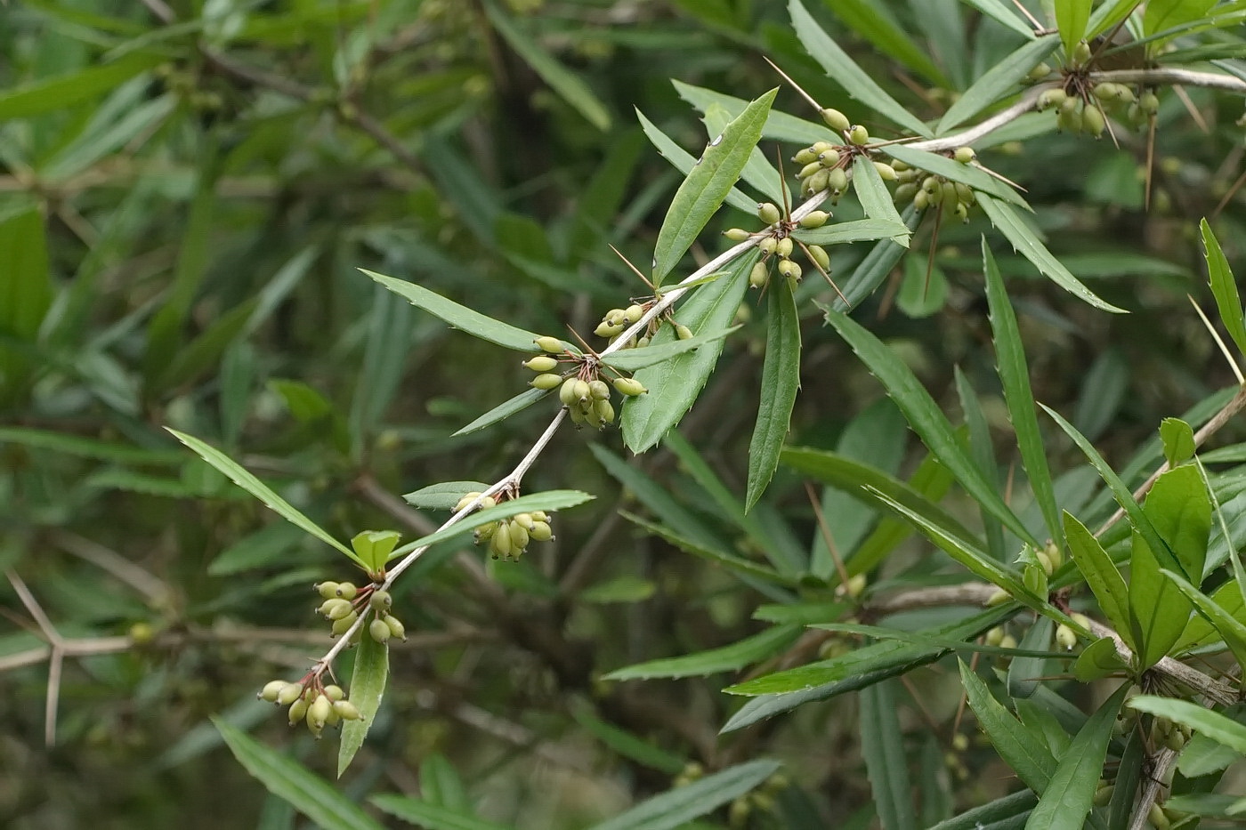 Изображение особи Berberis julianae.