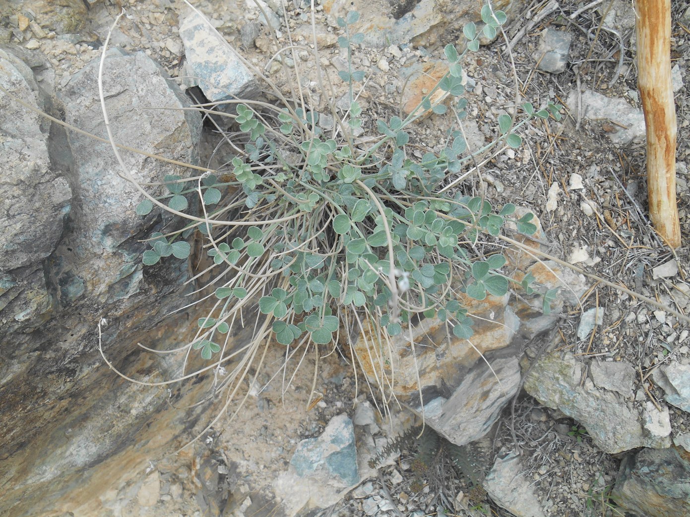 Image of familia Fabaceae specimen.