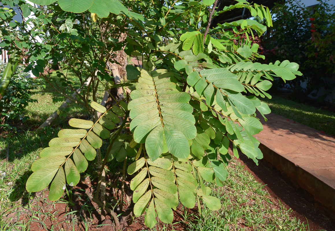 Image of Senna alata specimen.