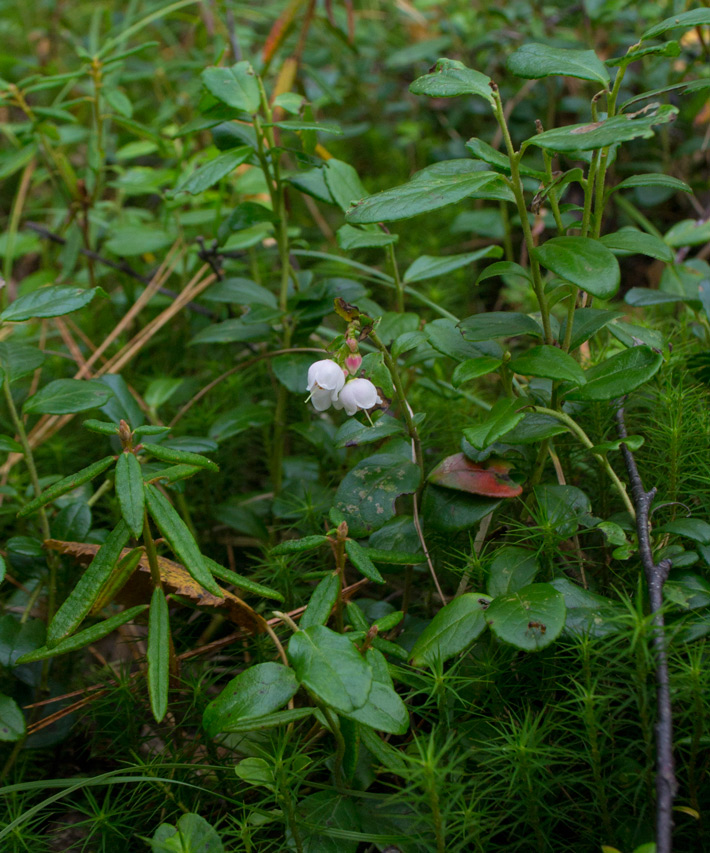 Image of Vaccinium vitis-idaea specimen.