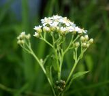 Achillea cartilaginea