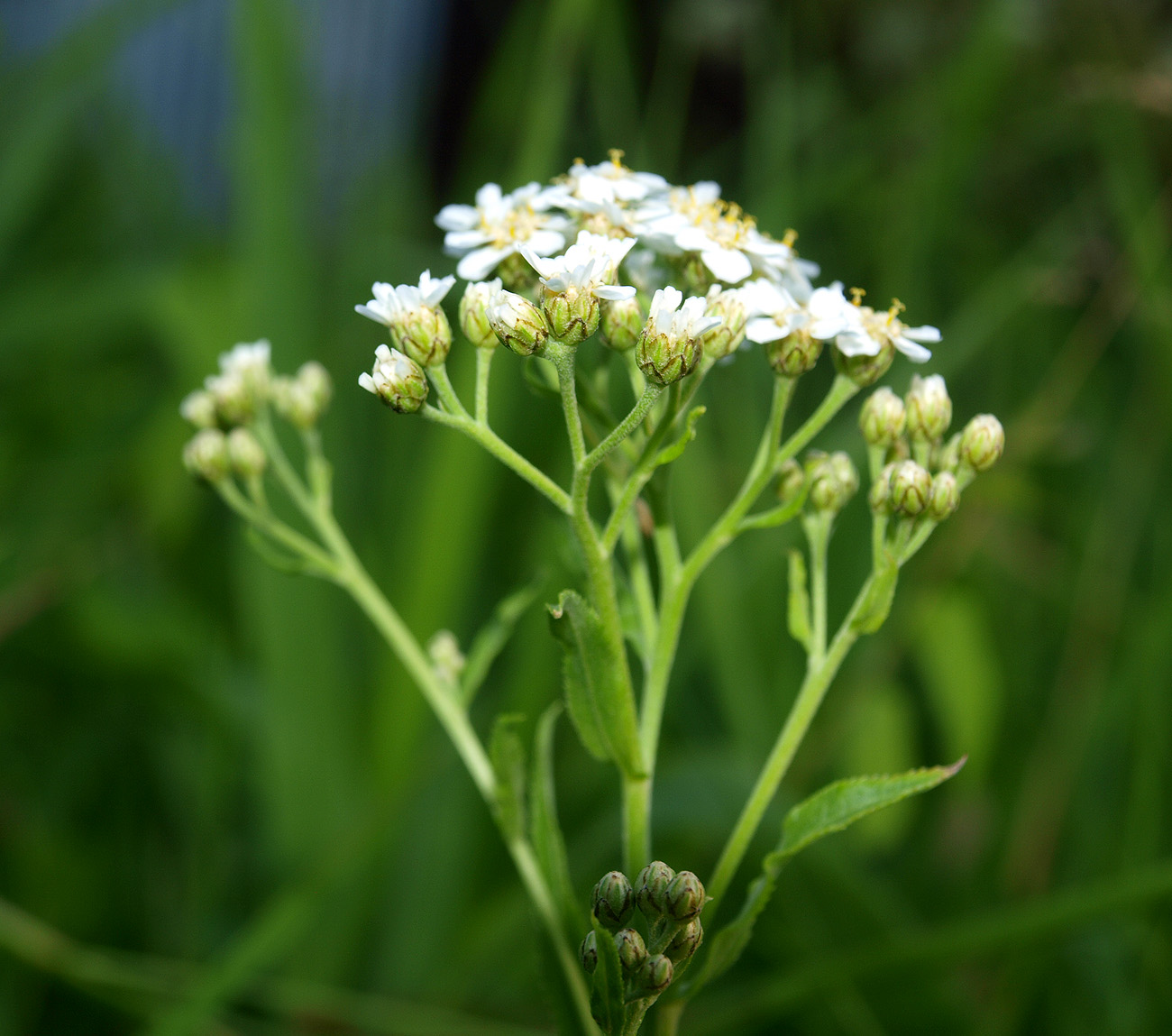 Изображение особи Achillea cartilaginea.