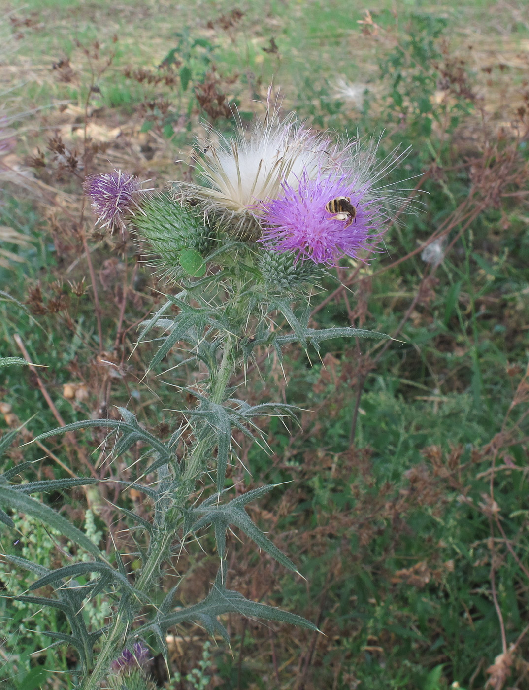 Image of Cirsium vulgare specimen.